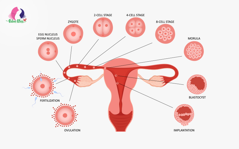 What You Should Know about Anovulation: Causes, Symptoms and Treatment